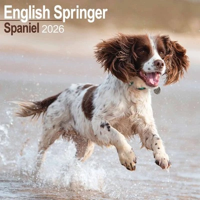 AVONSIDE PUBLISHING LTD English Springer Spaniel Calendar 2026 - Dogs - Month To View