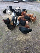 Cafetakeawayrestaurant Business For Sale Dandenong Ranges In