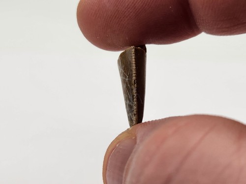 Majungasaurus 0.82" Theropod Tooth Fossil - Maevarano Fm - Berivotra, Madagascar - Picture 14 of 16