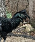 3 Ayam Cemani Hatching Chicken Eggs, Black skin and bones — photo 8