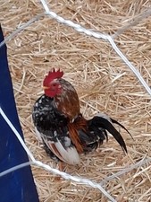10 Fertile Show Quality Serama Chicken Hatching Eggs