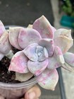 Echeveria Succulent Pink/Green/Purple Rosette Potted Plant #579 — photo 10