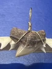 SHARK TOOTH PENDANT Fossilized 7/8 Inch TIGER Shark Tooth 