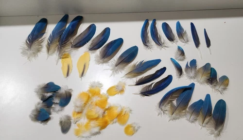 Blue & Gold Macaw 30+ Feathers Smaller Sizes. Good For Crafts