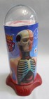 Human Body 4D HEAD & TORSO Skeleton Organ Anatomy Model Biology STEM Science Toy — photo 1