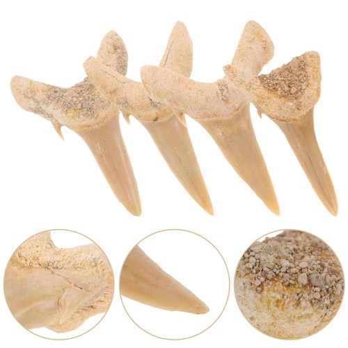 4 Pcs Fossil Fossilized Marine Life Authentic Prehistoric