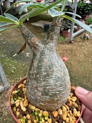Pachypodium rosulatum var. gracilius H.Perrier Rare ventes exceptionnelles tuberous plants 5-6cm
