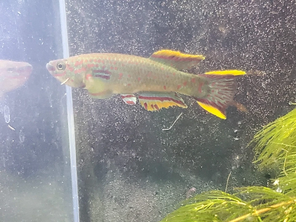 Gardner's Killifish - P82 (non-annual) - 3 Fry - Image 3 of 4