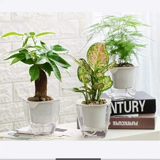 Sungmor Clear Self Watering Planter 3PC 6.7" Plastic Flower Pots for House Plant