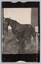 Postcard Horses Mare & Foal RPPC c 1910 Unposted