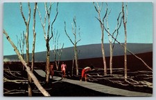 Eerie Devastation Trail Hawaii Volcanoes National Park Postcard c1959