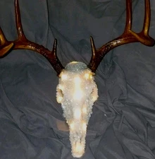 Deer skull-One of a kind-REAL-Light Up Crystal (1st ever made)