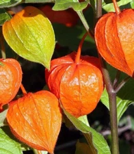 CHINESE LANTERN SEEDS 100+ "Franchetti" ORNAMENTAL perennial FLOWER garden