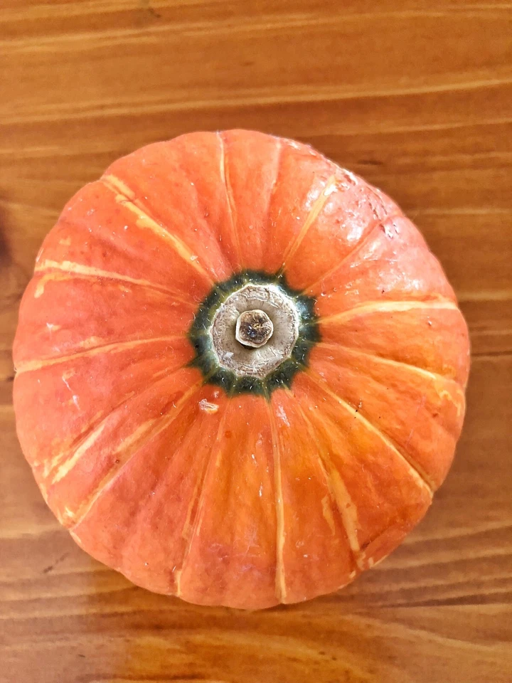 PUMPKIN Golden Nugget 7 Seeds HEIRLOOM summer EASY vegetable COMPACT BUSH PLANT - image 2 of 2