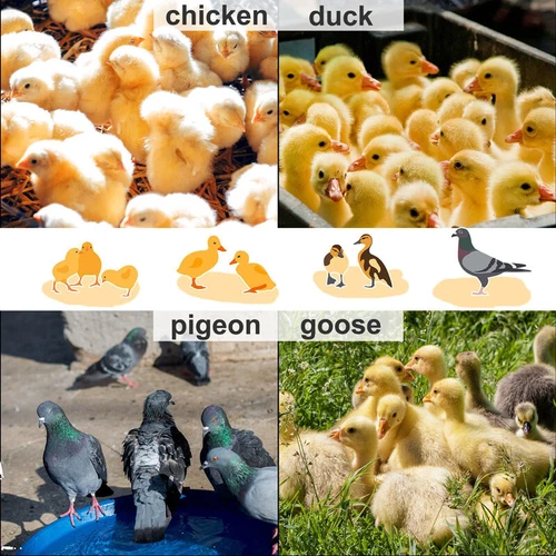 Thermostatically Controlled Brooder Heating Plate for Chick w/ Adjustable Height - Picture 2 of 12