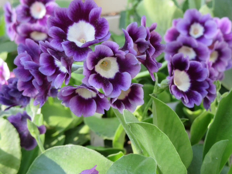 Garden or Border Auricula : Blues, Purples : 60 Seeds : Alpine Primula   - Image 4 of 4