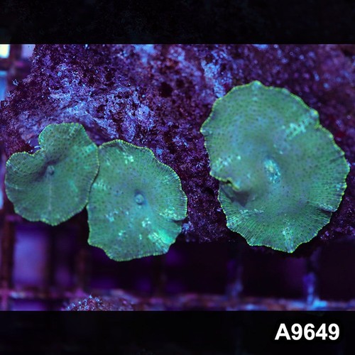 Item#A9649IN9649(S) WYSIWYG Vietnam Ultra Discosoma Mushroom Colony