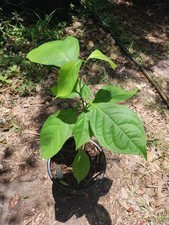 Rare South American Vine, Banisteriopsis C. Plant 2