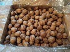 10 Lb Shagbark Hickory Nuts In Shell Mature Tree  Organic 2025 Float Tested Ohio