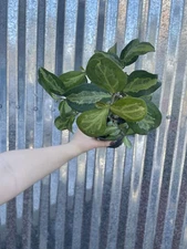 #93 Rare Variegated Ficus Deltoides Plant Aroid 4” Pot Philodendron