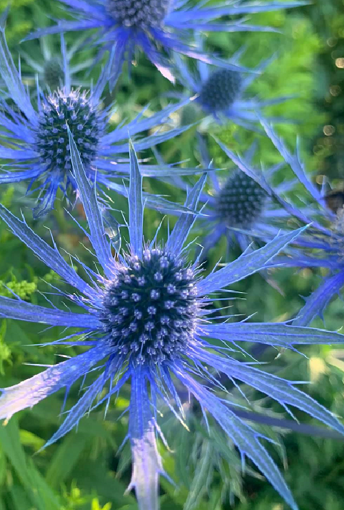 eRiNGo　0731 Sea Holly Seeds | Blue Thistle Eryngium Eryngo Flower Seed