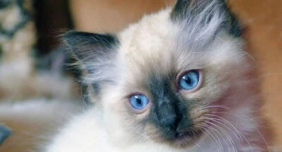 Wanted Ragdoll Kitten Cats Kittens Gumtree Australia Parramatta Area Parramatta 1255427076