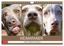 Weimaraner. Noble, elegant and smart, US-Version  (Wall Calendar 2026 DIN A4 Lan