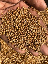 Whole Coriander Dried Seeds Dhania Premium Quality Natural  Spicy