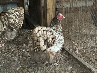 12+ Chocolate Laced Orpington Fertilized hatching Eggs NPIP Clean