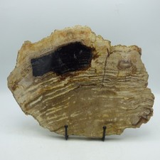 Large Petrified Palm Wood Slice Fossil Miocene Indonesia with Metal Stand