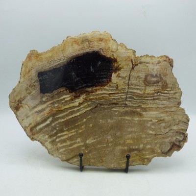 Große versteinerte Palmenholzscheibe Fossil Miozän Indonesien mit Metallständer
