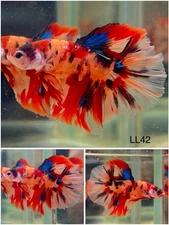 Male Betta Live Fish - Koi Candy Galaxy Halfmoon - LL42 - High Quality A+*