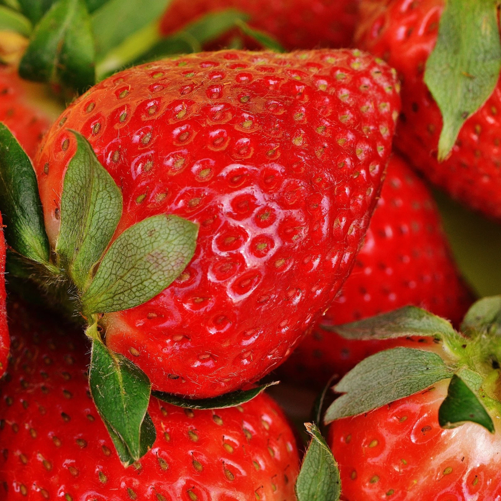 San Andreas Strawberry – 50 Bare Root Everbearing Plants | Hand Picked Nursery