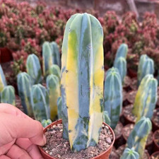 10-12cm cactus Succulent Plants Myrtillocactus geometrizans variegated Plants