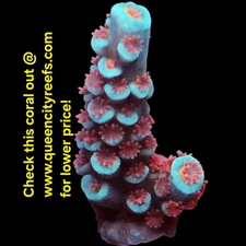 WYSIWYG TIA Ocean Warden Acropora Frag - SPS Coral - Live Coral