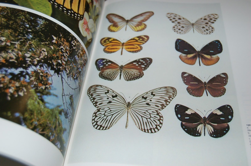 The Dictionary of Butterflies and Moths in Colour - Laithwaite, Watson, Whalley - Picture 6 of 7