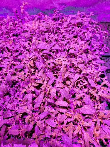 15 Tomato Artisan Pink Tiger Seeds Sale 2025 Germination photo + Get a Free Gift - Picture 2 of 2