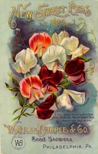 Burpee 10 New Sweet Peas 1893 Seeds Cover  Reproduction Giclee Matte Print 11x17