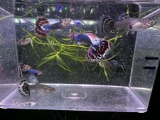 Stunning Mosaic Guppy Fry Packs Freshwater Live Fish
