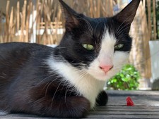 Cat Digital Image Picture Photo Wallpaper Background Desktop Art 3