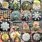 Astrophytum  asterias mix -Tailand-  100seds harvest 2024