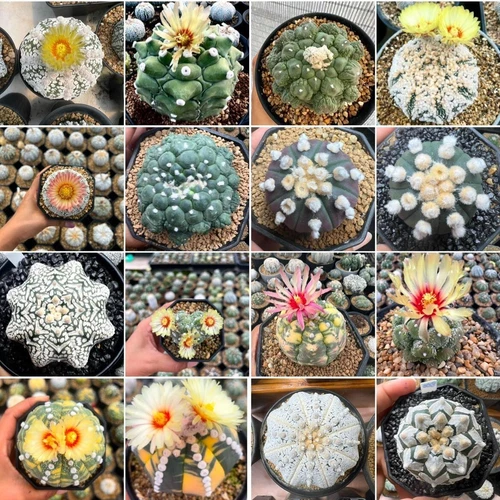 Astrophytum  asterias mix -Tailand-  100seds harvest 2026