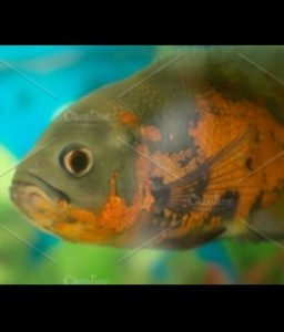 Premium GOLDEN RED OSCAR live freshwater aquarium fish eBay
