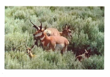 Western Antelope Family #Postcard