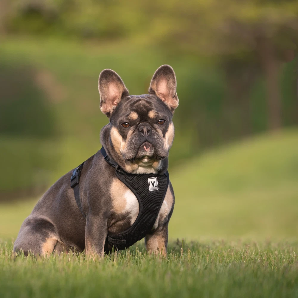 Dog Harness, Mesh Adjustable, Reflective Dog Walking Pet Harness, Black, Size M