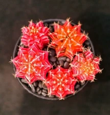 5pcs 3cm Gymnocalycium mihanovichii var Variegated Succulent cactus Garden Plant