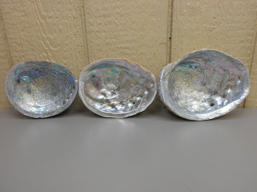 Vintage Abalone Shells - Lot of 3!
