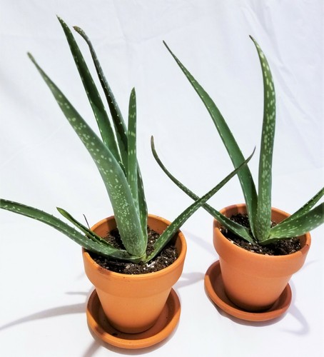 Set of 4, 4"-8" Organic Aloe Vera Succulent Plants, Homeopathic Herbal Medicinal - Picture 9 of 12