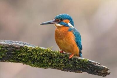 Wandbild: Männlicher Eisvogel, alcedo atthis, sitzt im Sommer auf dem mit [...]