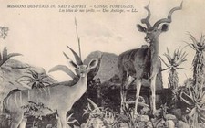 Angola - An antelope - Publ. Missions of the Fathers of the Holy Spirit